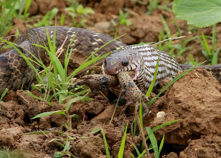 惊心动魄之蛇呑癞蛤蟆全过程