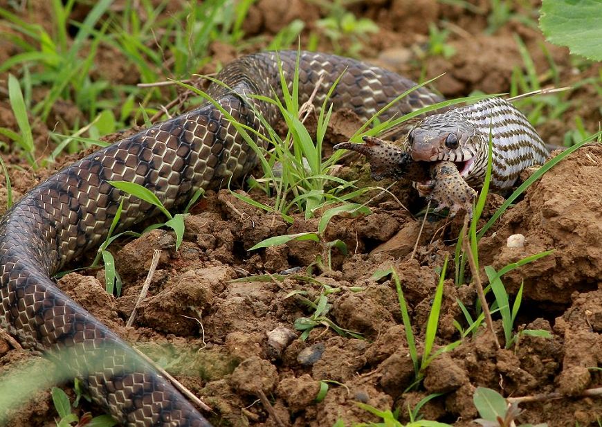 惊心动魄之蛇呑癞蛤蟆全过程