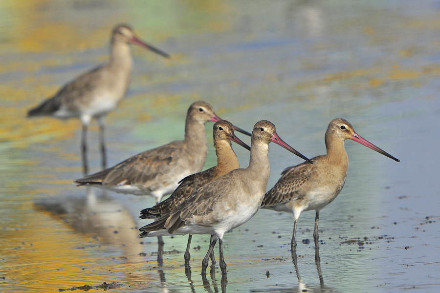 (黑尾塍鹬)黑尾塍鹬