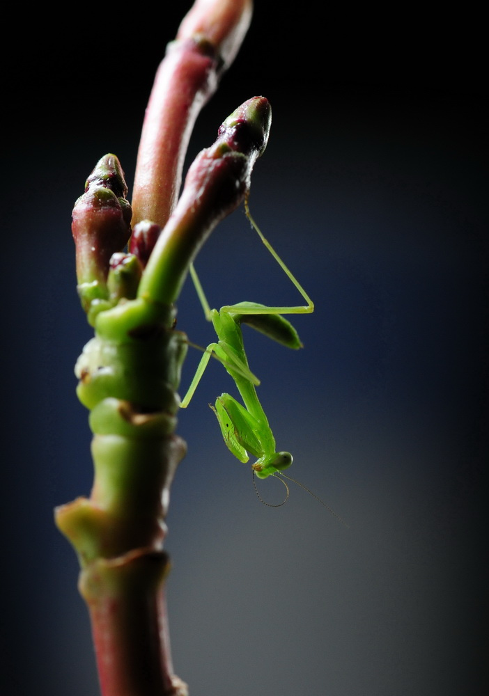 首发微距片——翡翠螳螂