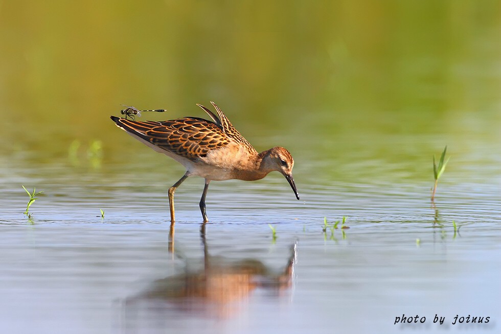 蹲在水沟拍水鸟~流苏鹬