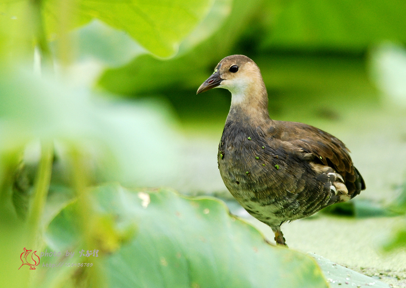 常見鳥