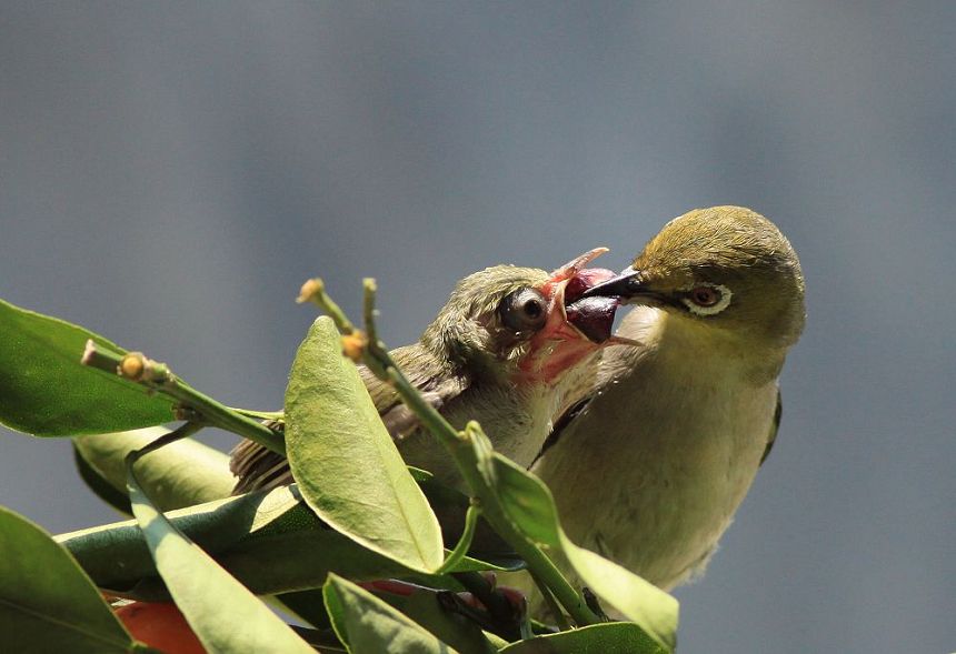 繡眼育雛圖 - 林鳥版 forest birds 鳥網