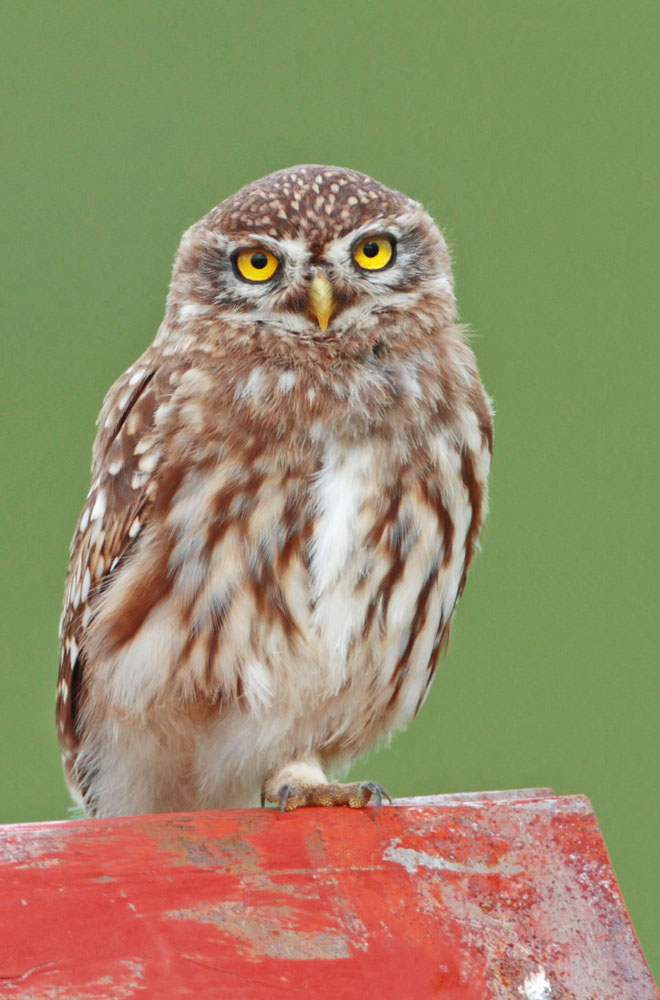 领鸺鹨甘南玛曲草原