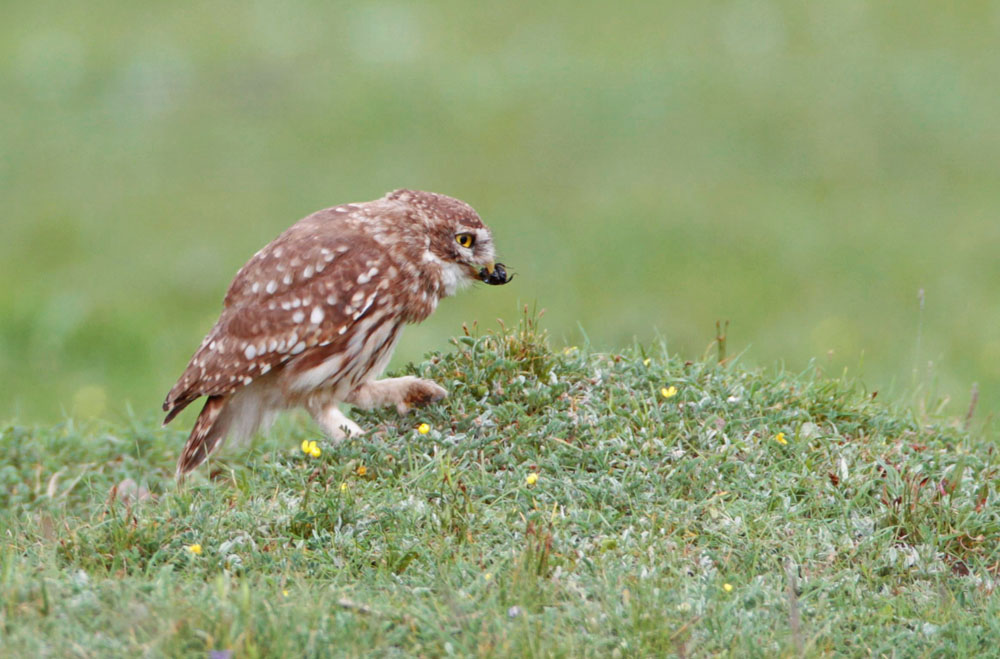 领鸺鹨甘南玛曲草原