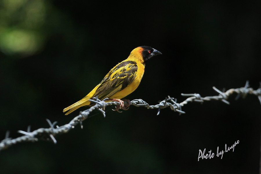 黑头织雀ploceuscucullatus