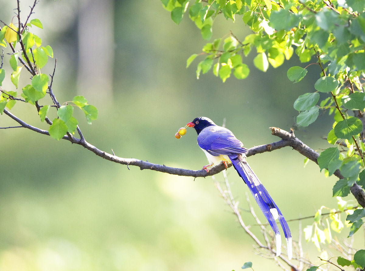 小蓝鸟是什么鸟 185174581213362.jpg