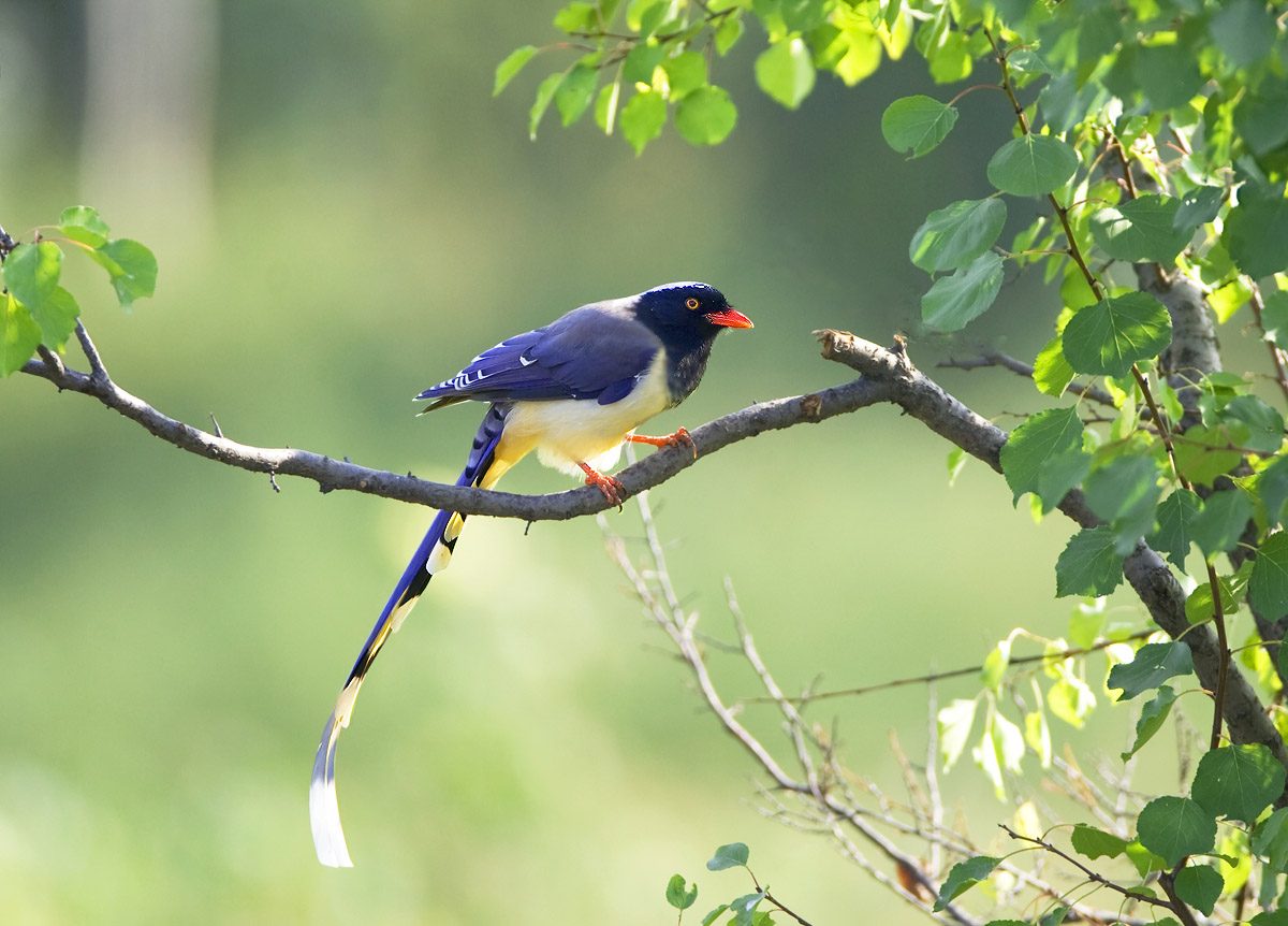 小蓝鸟是什么鸟 185174598428926.jpg