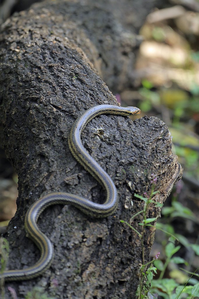 今天拍鸟时遇到的蛇