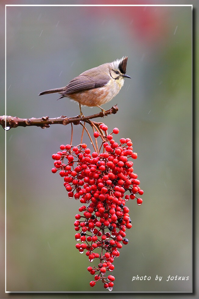 冠羽画眉喜欢吃那些红果子? - 鸣禽和攀禽 鸟网