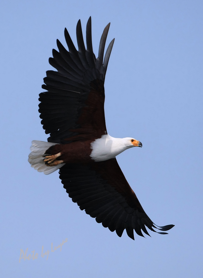 (非洲海雕)翱翔的海雕