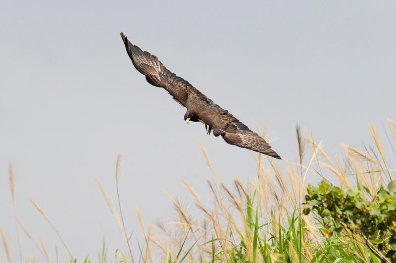林雕- 猛禽版 raptors 鸟网