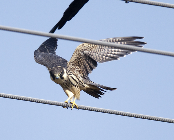 隼是什么东西 77944471819866.jpg