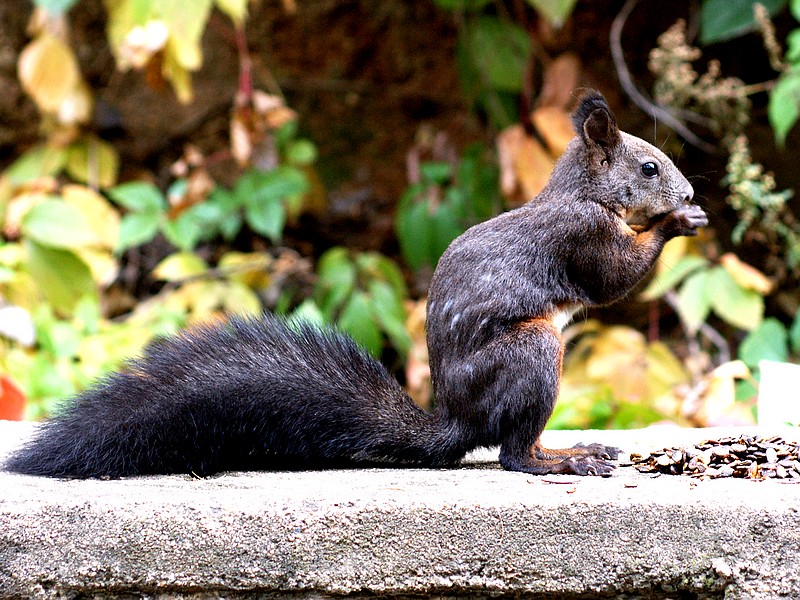 灰松鼠 - 野生动物 wild animals 鸟网