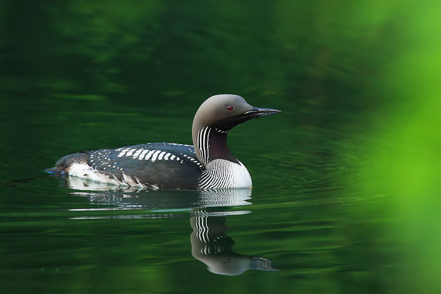 �������ں�Ǳ��