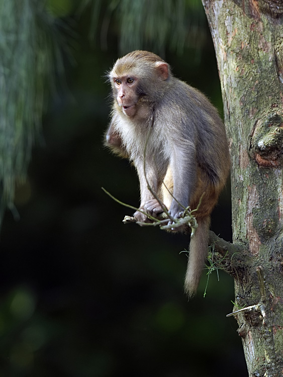 担杆岛上的猕猴