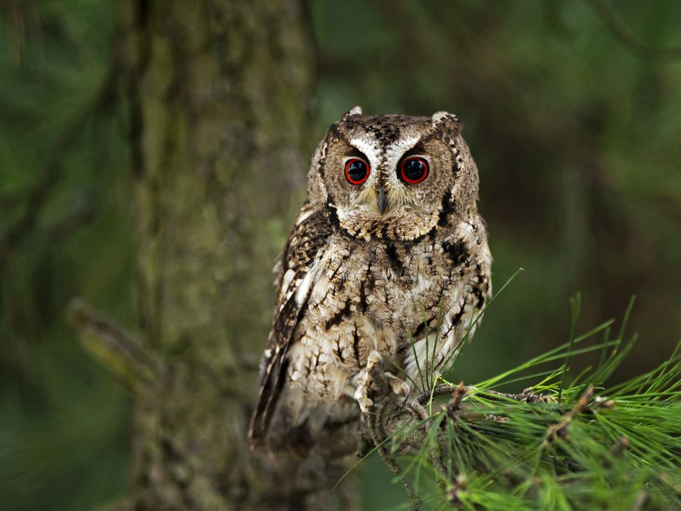 长岛收获领角鸮