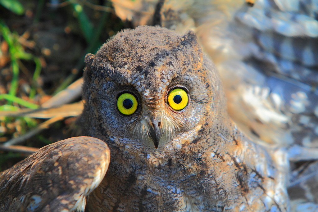 特写-猫头鹰