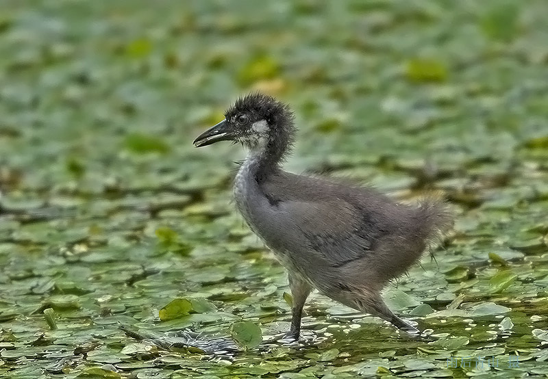 白胸苦恶鸟幼鸟!