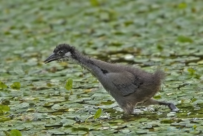 白胸苦恶鸟幼鸟!