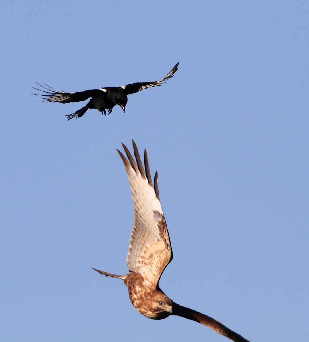 铁山拍鹰之一-喜鹊与 
