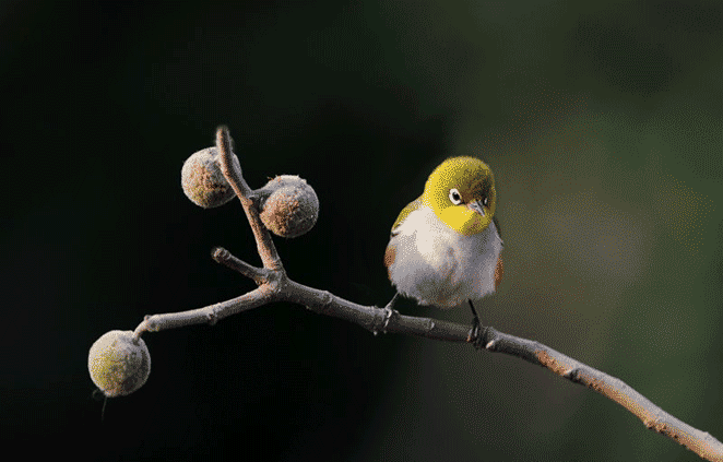 动画可爱的红胁绣眼