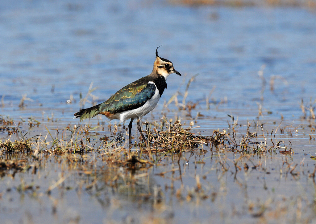 (紫翅椋鸟)10月15日北京野鸭湖的收获