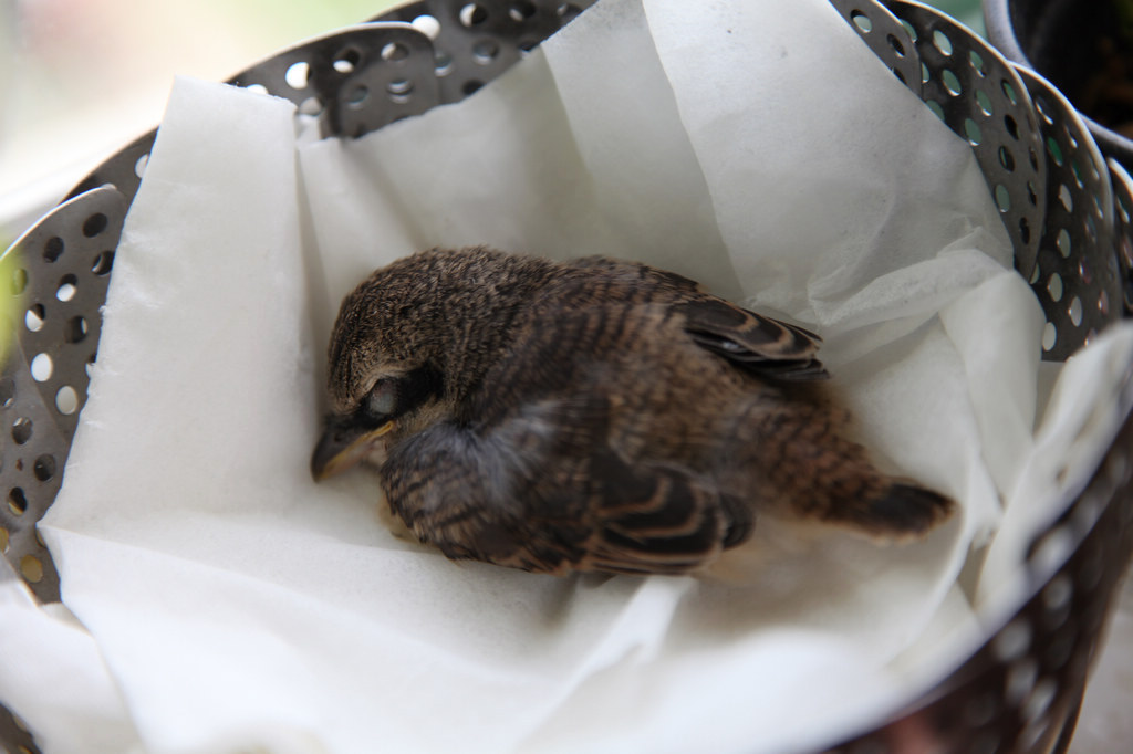 被救助的伯劳幼鸟屠夫鸟14天