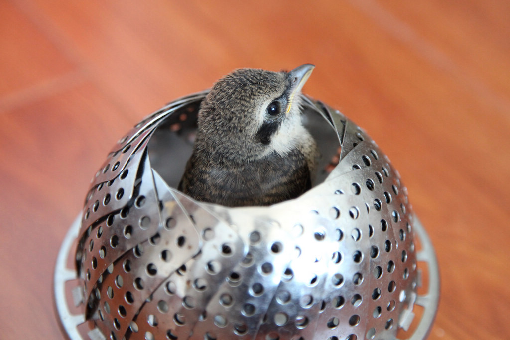 被救助的伯劳幼鸟屠夫鸟14天