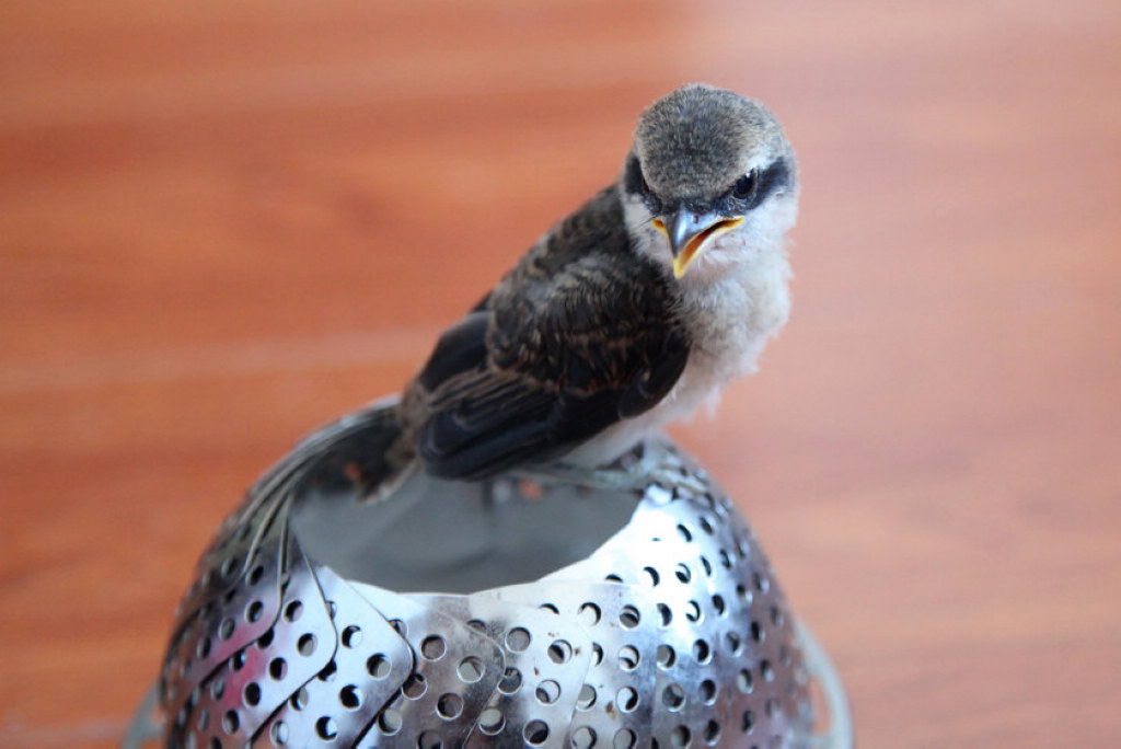 被救助的伯劳幼鸟屠夫鸟14天