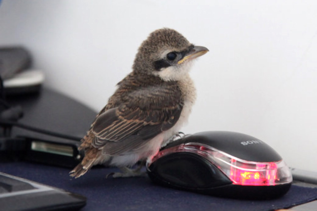 被救助的伯劳幼鸟屠夫鸟14天