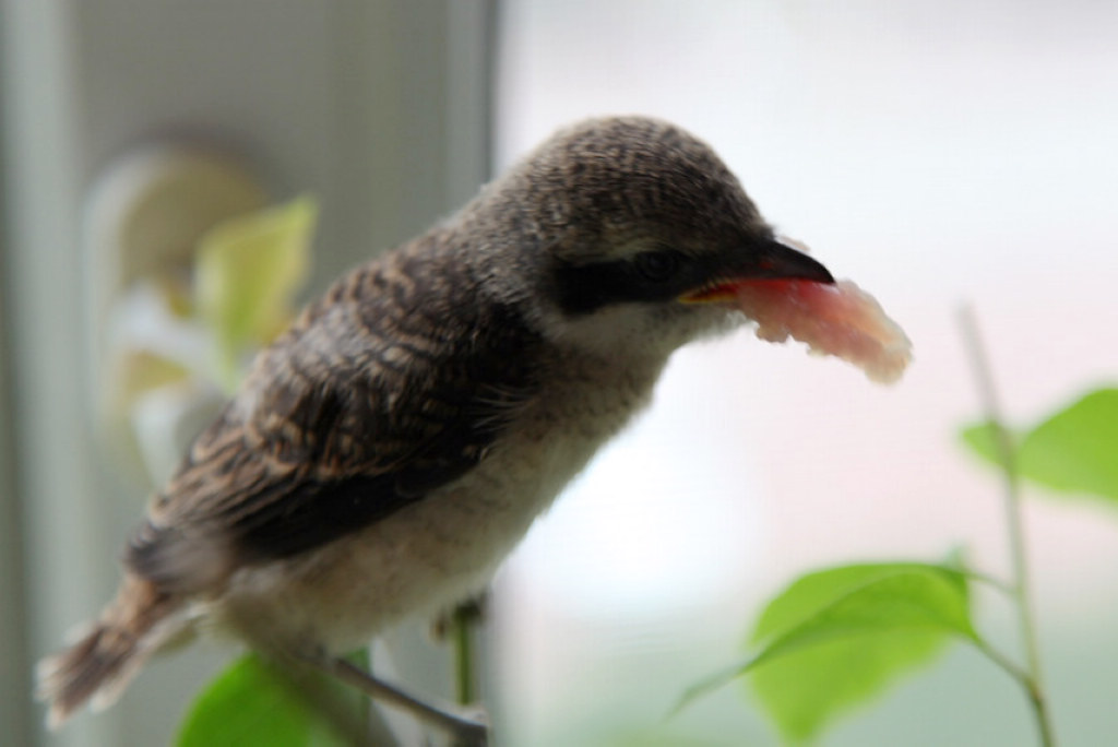 被救助的伯劳幼鸟屠夫鸟14天