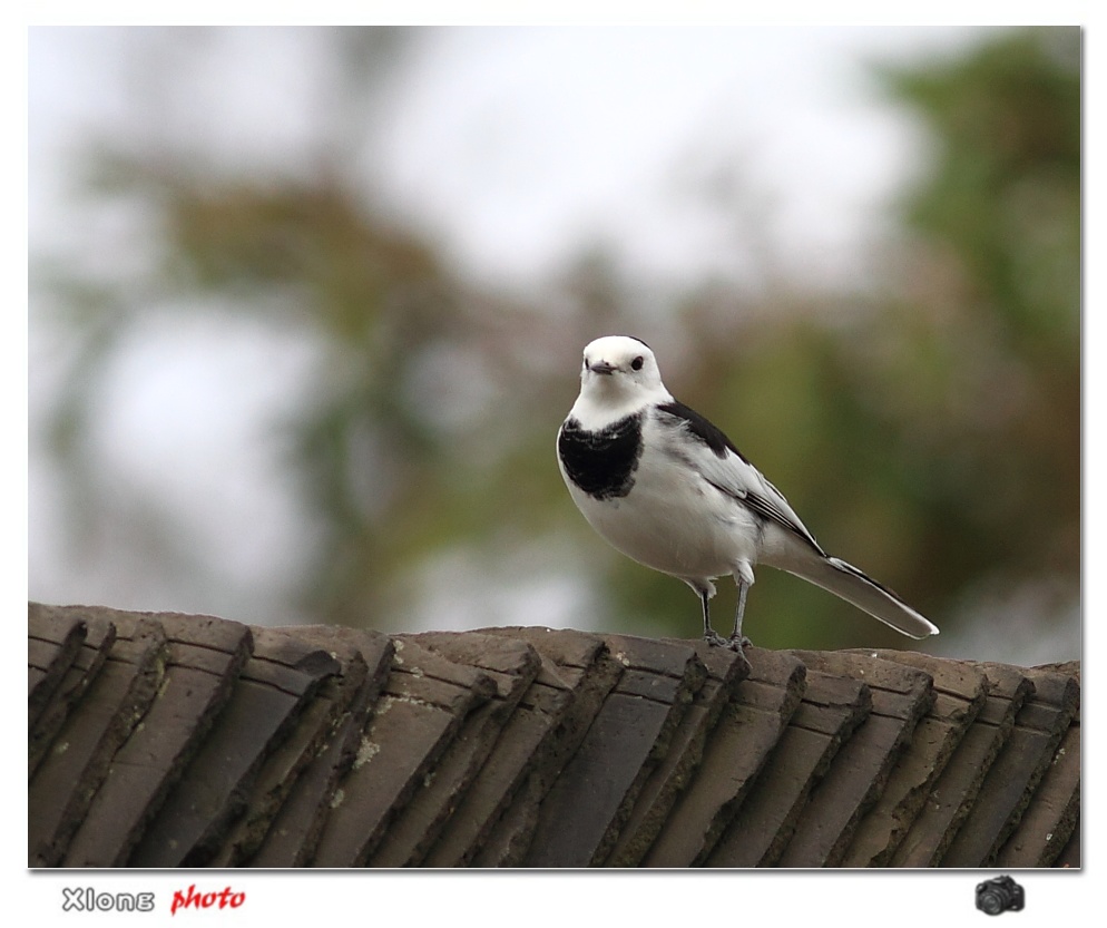 屋脊上的白面鸟
