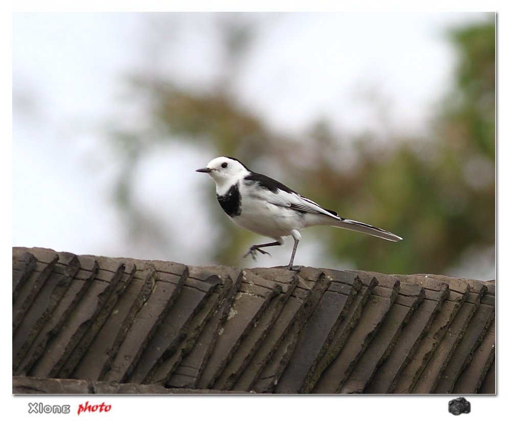 屋脊上的白面鸟