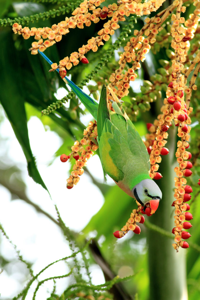 大绯胸鹦鹉野生版