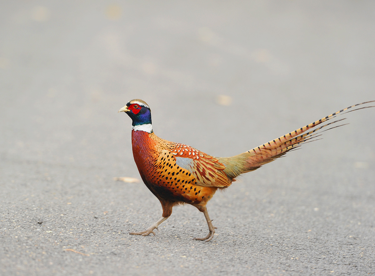 环颈雉今晨拍的雉鸡点击大图