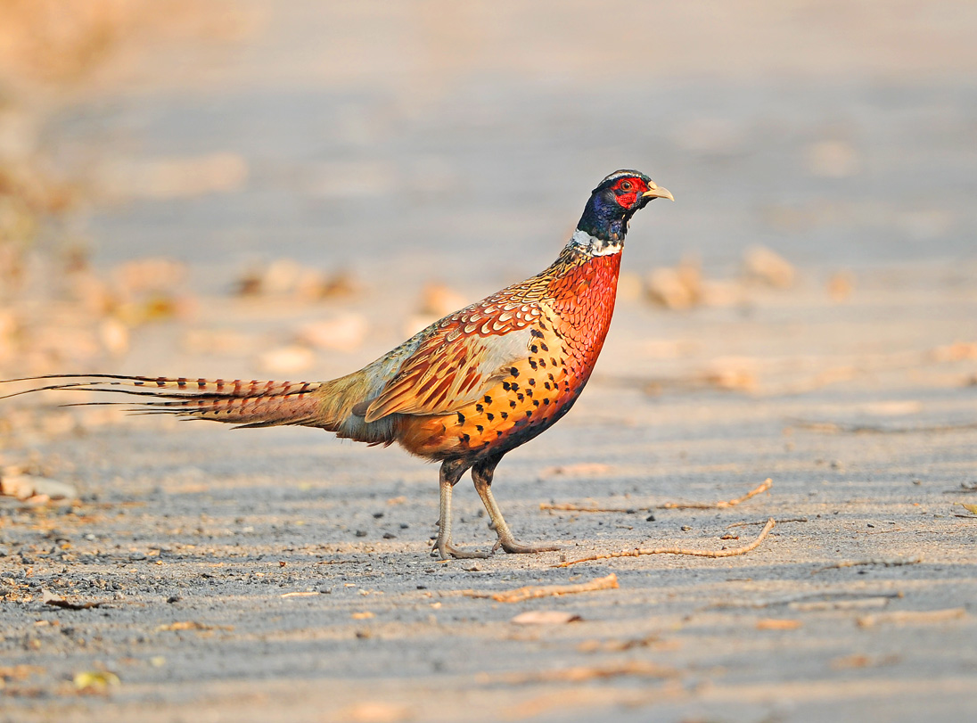环颈雉今晨拍的雉鸡点击大图