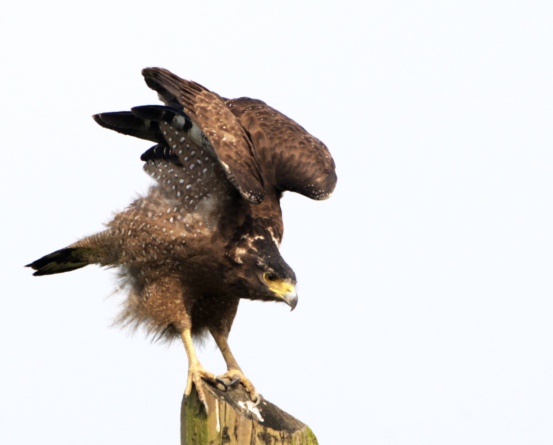 论坛 69 主题区 69 野生鸟类 69 一组蛇雕