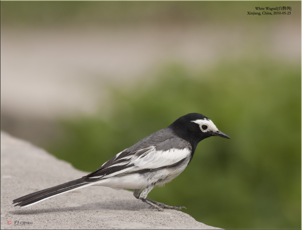 双足痛断鹡鸰鸟