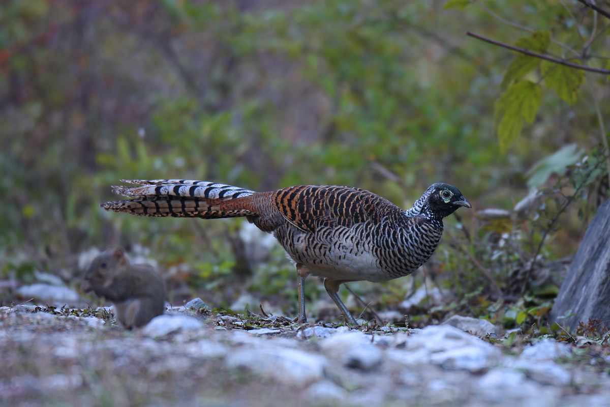 白腹锦鸡康定情歌