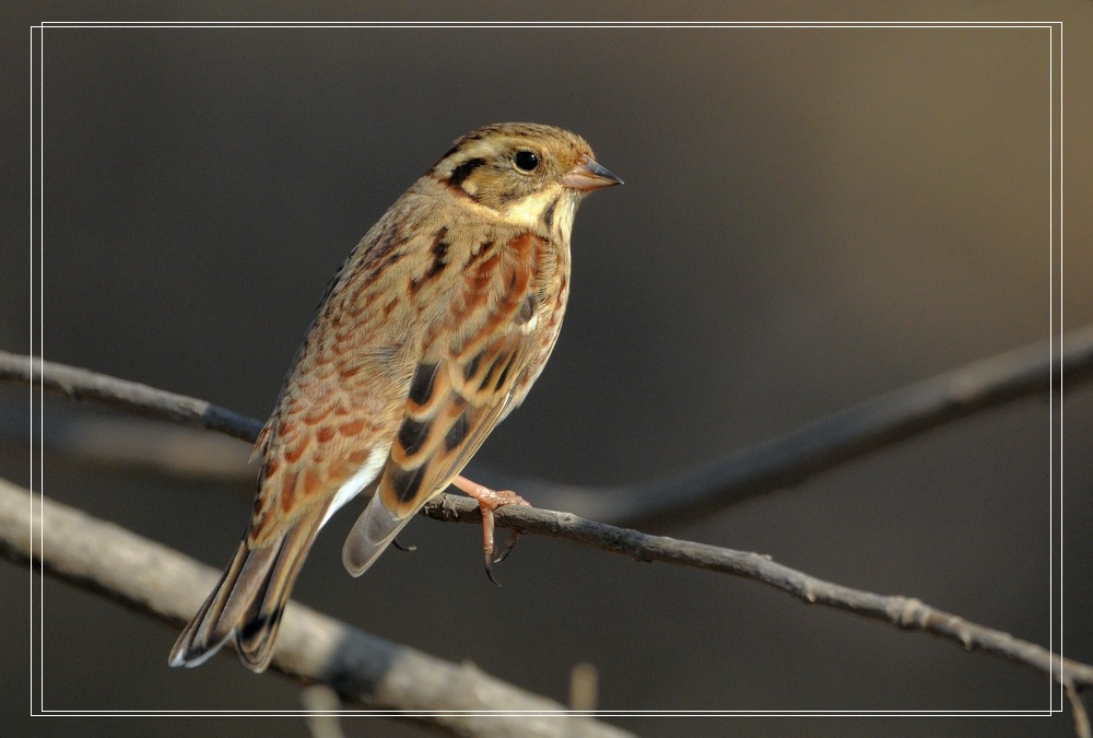 霜降后大批田鹀来了 - 林鸟版 鸟网