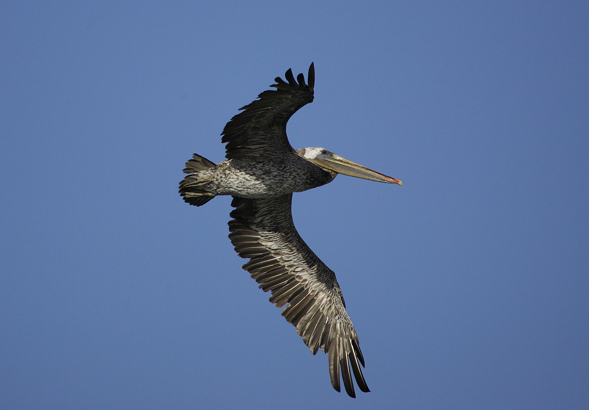 蓝天中飞行的巨鸟.