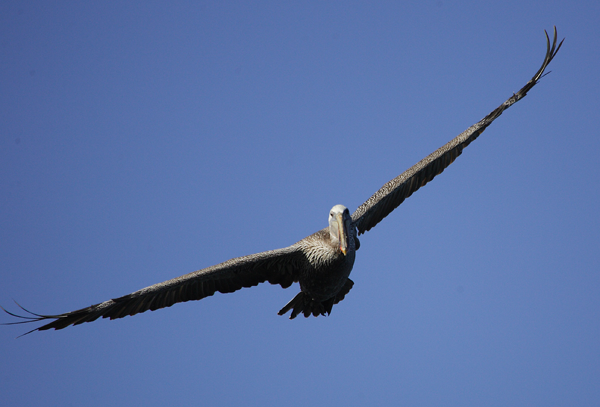 蓝天中飞行的巨鸟.