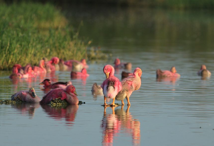 白眉鸭和染色鸭(家鸭)