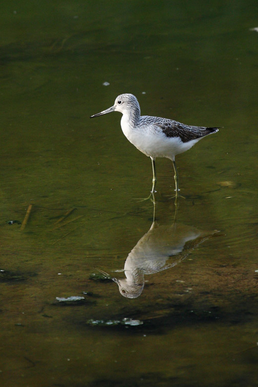 青脚鹬 - 水鸟版 鸟网
