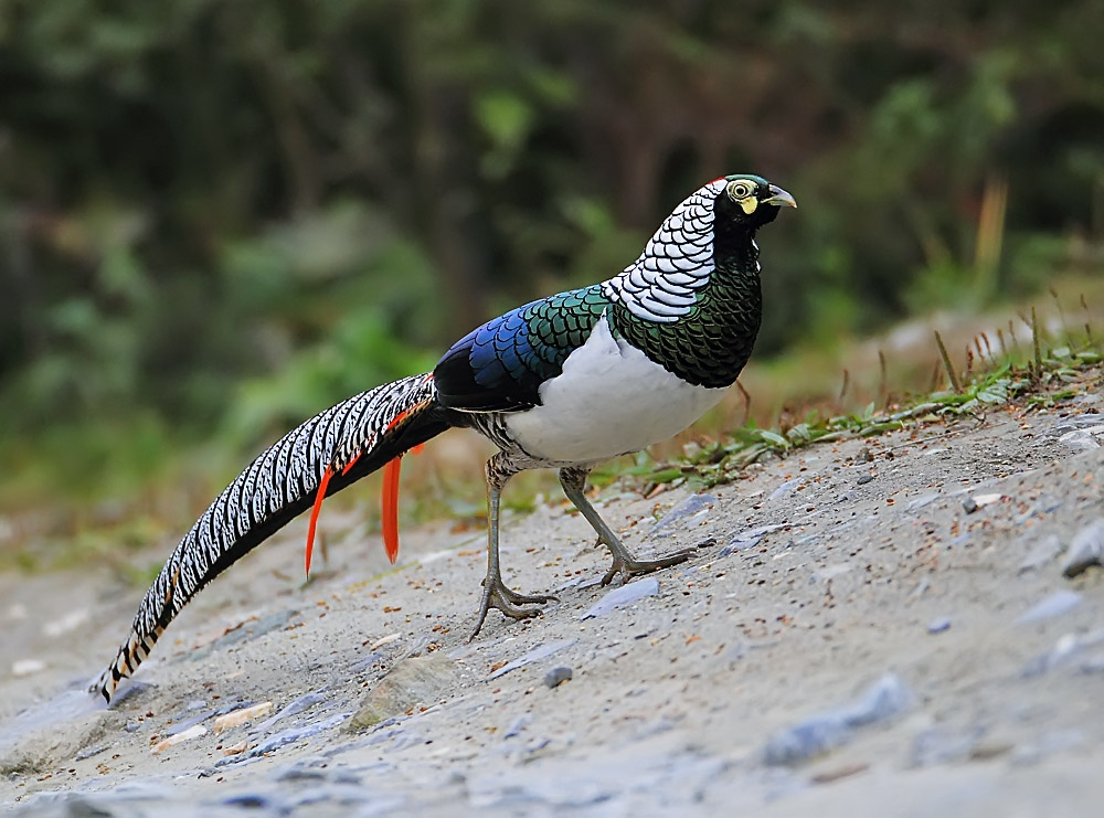 迟来的爱白腹锦鸡