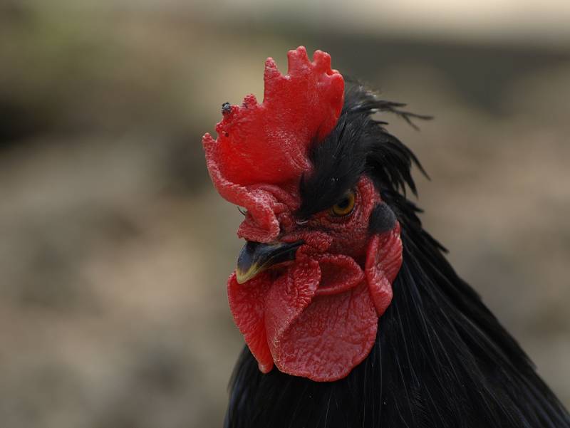 黑公鸡