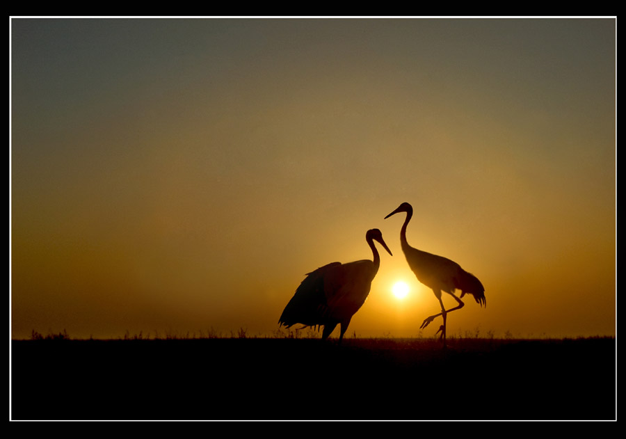 剪影丹顶鹤敬请赐教