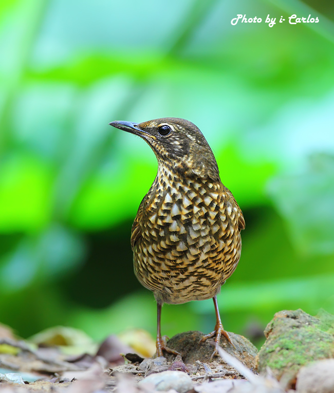 (白尾地鶇)白眉地鶇 siberian thrush