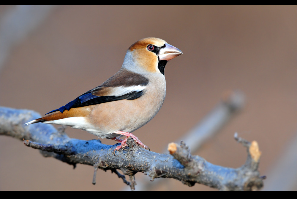 锡嘴雀 - 黑龙江版 heilongjiang 鸟网